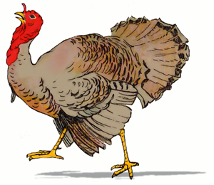 realistic-turkey-drawing[1].png